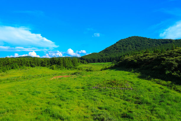 乡村,小径,湿地