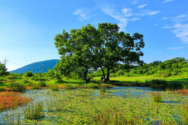 乡村,小径,湿地