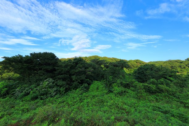 乡村,小径,湿地