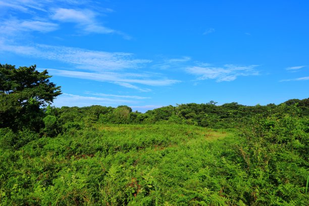 乡村,小径,湿地