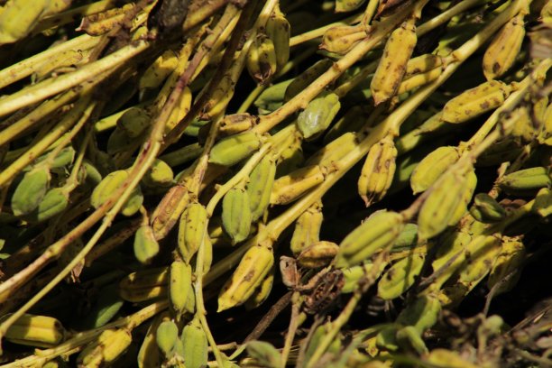 香油芝麻油食用油大豆油花生油植