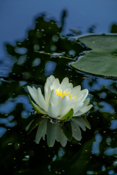 蓝天 百合花 梦幻