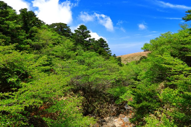 山间楼梯油画