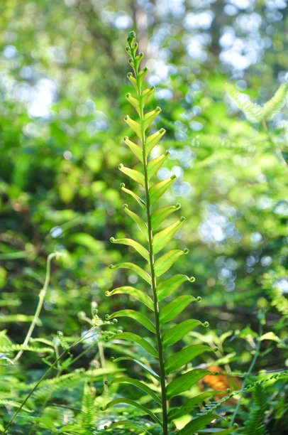 江门素材