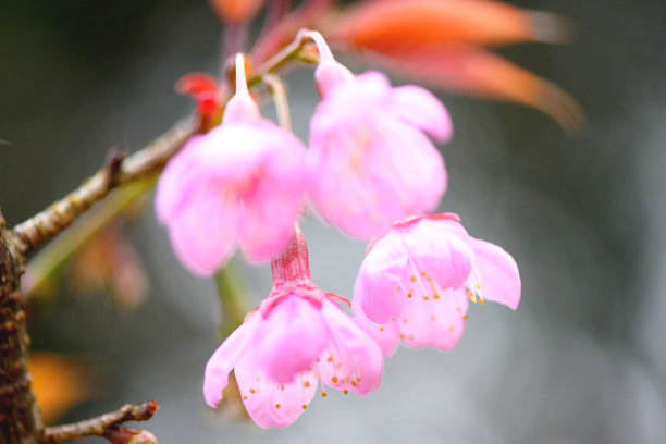 热带植物花展