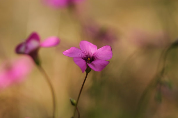 紫叶酢浆草的开花期