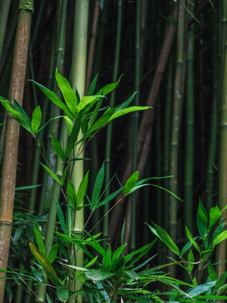 绿色竹子背景静