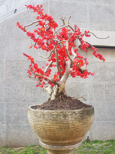 富士山插花