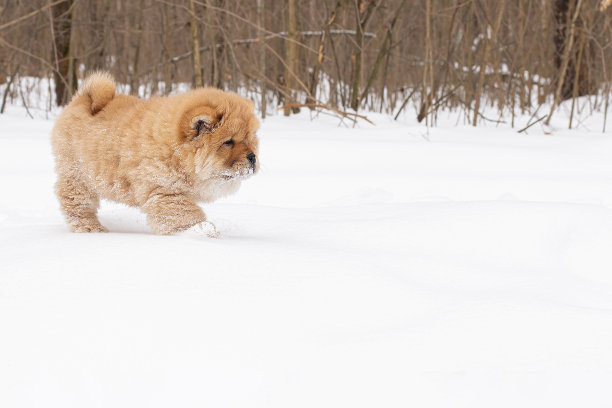 雪中松狮