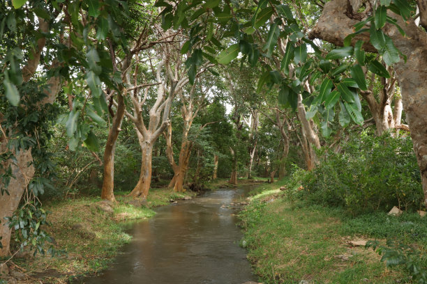 小溪与彩林