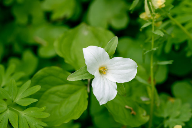 重瓣茉莉