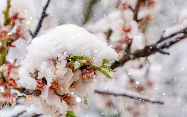 阳光 逆光 果园 白雪