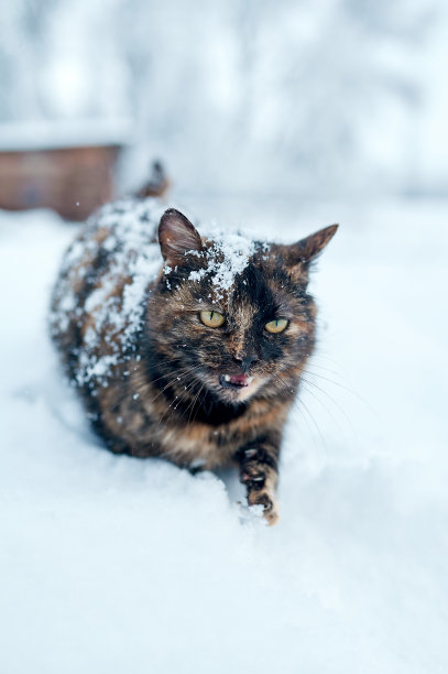 雪中的缅因猫