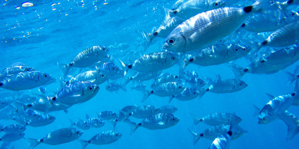 保护动物保护鱼群