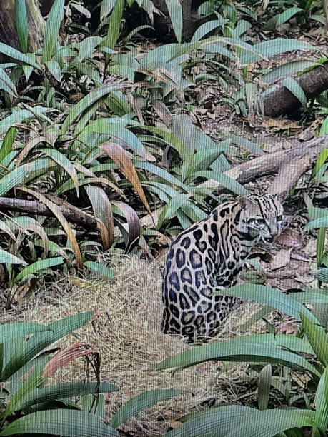 高清虎猫写真