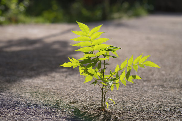 拼花小石块