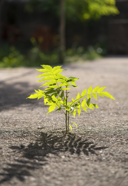 拼花小石块