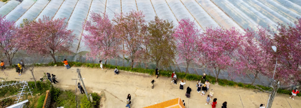 大棚樱花