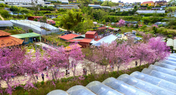 大棚樱花