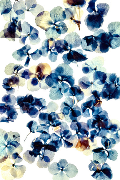 蓝色线条花朵光效