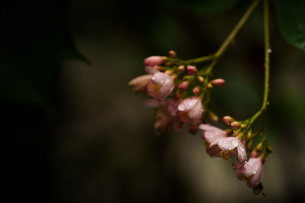 浪漫植树节