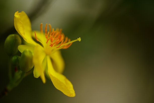 浪漫植树节