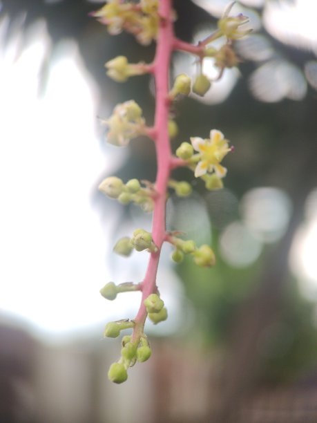 花瓣通道