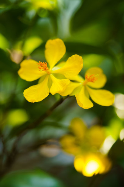 浪漫植树节