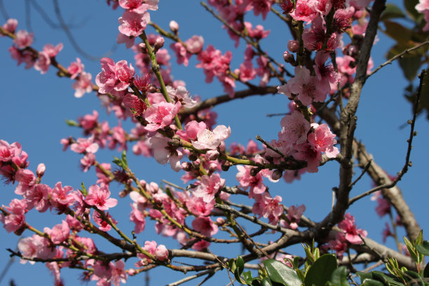 三月春季桃花开