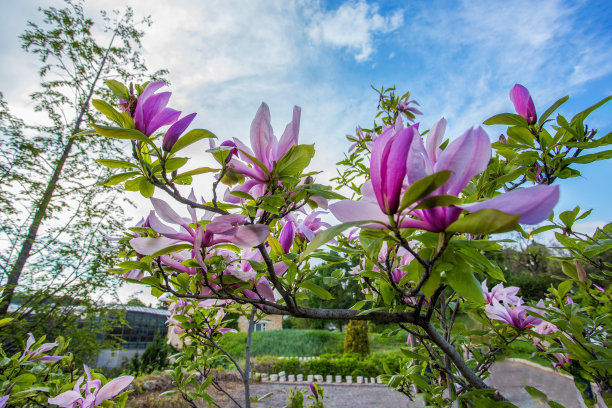 玉兰花油画