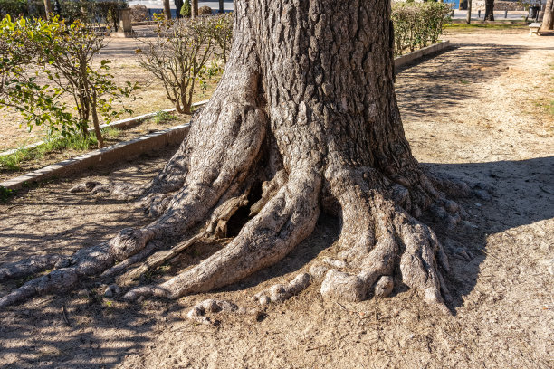 百年松树