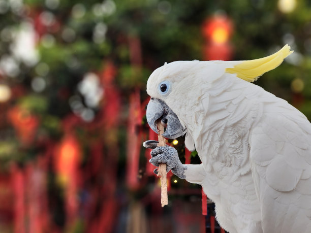 鹦鹉零食