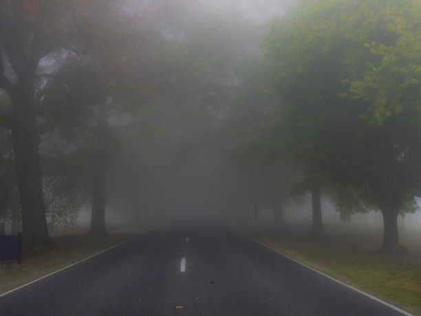 雾色林中道路