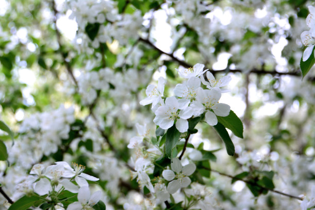 苹果满版花