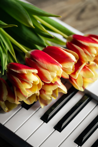 钢琴键,郁金香,花簇