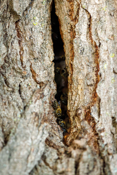 树洞蜂蜜