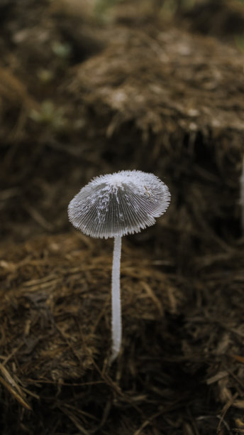 不能食用蘑菇