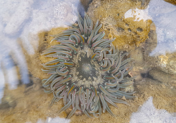 珊瑚,触须,海葵鱼
