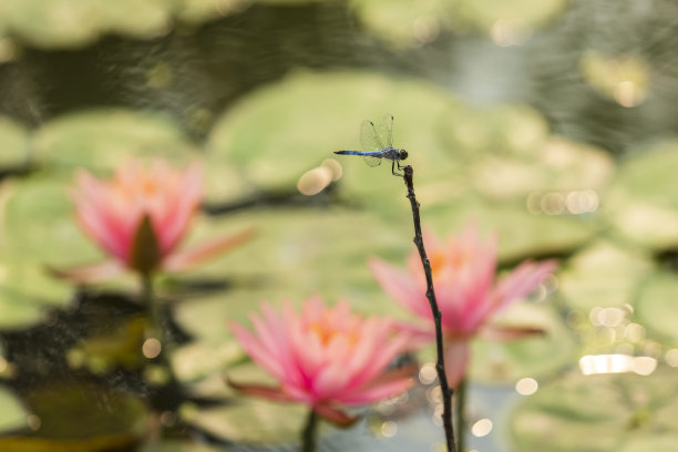 荷花蜻蜓蜜蜂