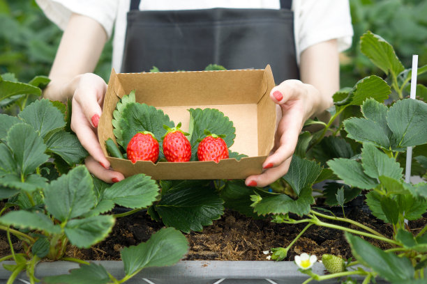日本草莓包装