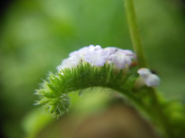 花纹（高清无分层）