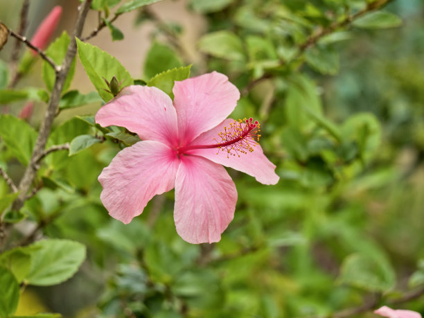 非洲芙蓉花