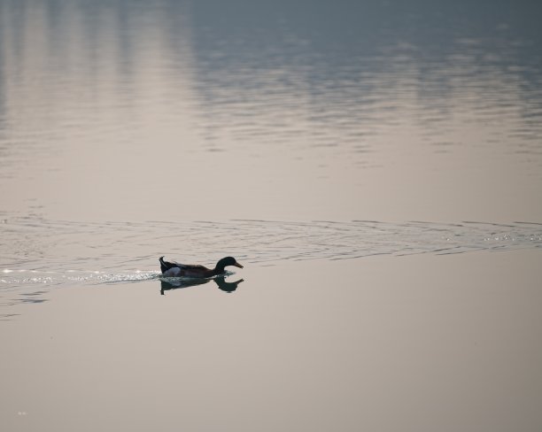 北海公园绿头鸭