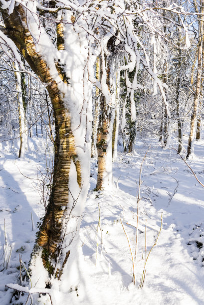 雪原蓝天白桦树