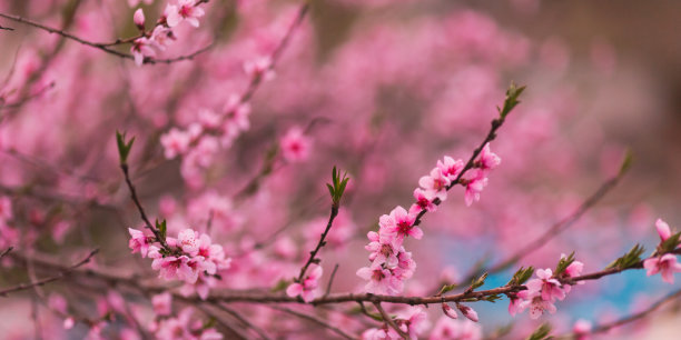 桃树林花卉特写