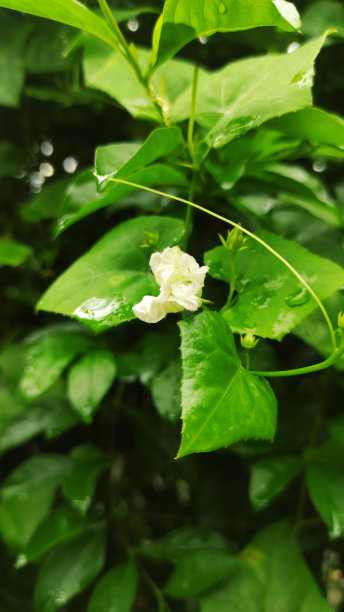 重瓣茉莉