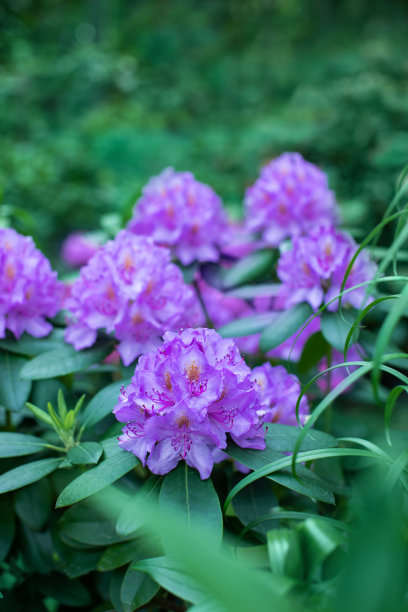 杜鹃花海报