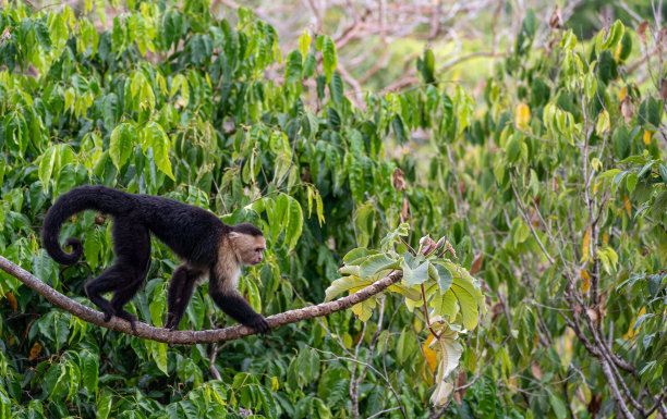 白喉卷尾猴,卷尾猴,曼努埃尔安东尼奥国家公园