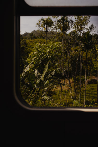 丛林小火车