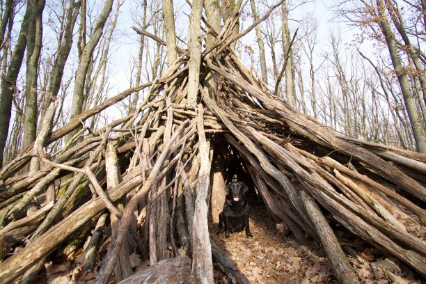 树林里的小屋